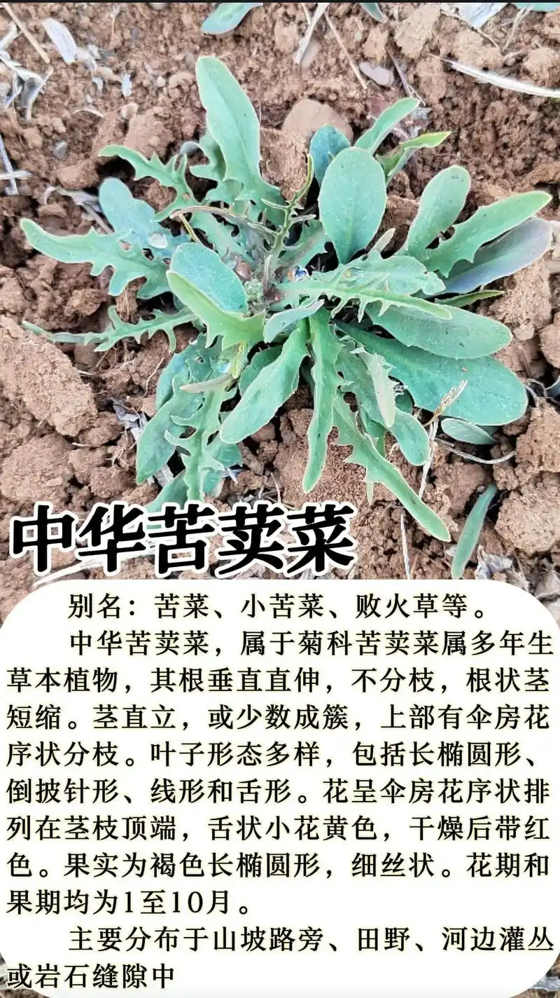 中华苦荬菜是典型的菊科野草,以其小黄花,瘦弱植株为特点,常见 - 抖音