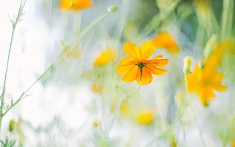 唯美秋菊小清新高清桌面壁纸