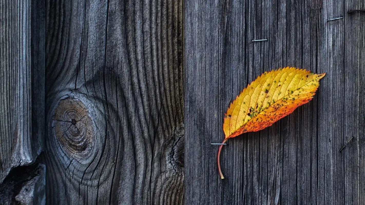 清新简约静物高清桌面壁纸高清大图预览1920x1080_风格壁纸下载_美桌