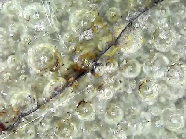 北宋 官窑 月白釉花觚 老化痕迹显微观察