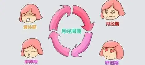 备孕要想"一击即中",那么你得知道哪几天是排卵期-孕多多