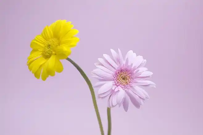 简单花朵图片_2180x1458