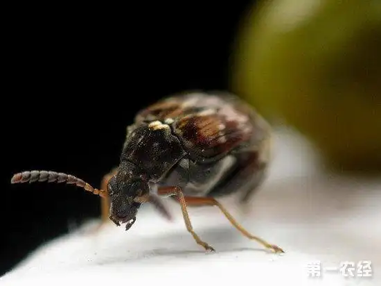 绿豆象虫的防治方法