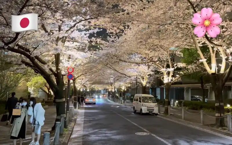 【4k超清】3月樱花盛开的夜间漫步游日本东京六本木|东京赏夜樱的最佳