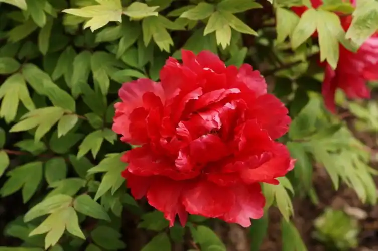 迷人的七彩牡丹