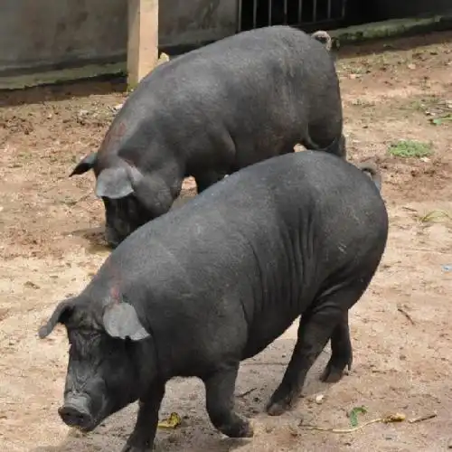 放养黑猪 品质优良