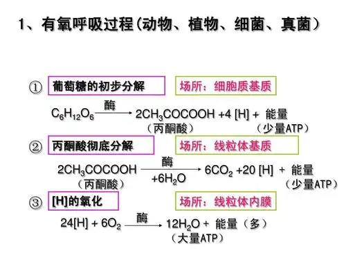 所有分类 高中教育 《呼吸作用》重点难点总结ppt 1,有氧呼吸过程