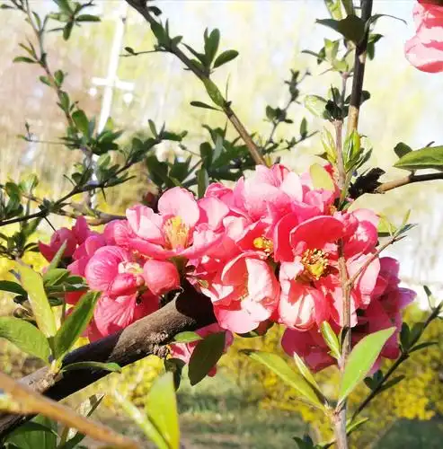 木瓜海棠品种繁多,花期在3—5月,花色绚丽,给人以繁花似锦的感觉.