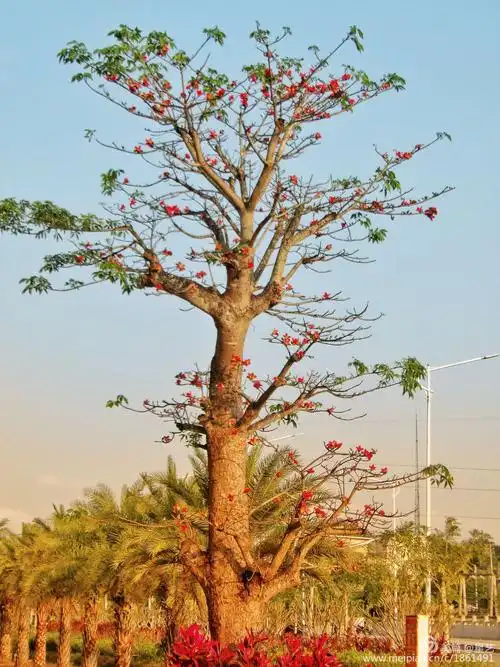 木棉花开