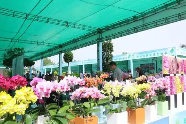 第十一届黄河三角洲(滨州·惠民)绿化苗木博览会举行