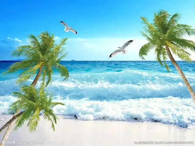 海景椰子树图片