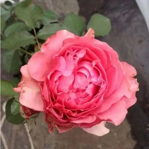 日本月季花苗 惑星星斗繁星 丰花月季苗好 品种齐全 批发 .