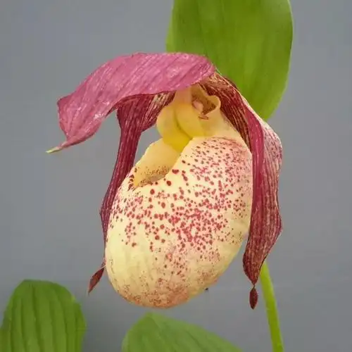 探寻女神之花—中国杓兰属植物小记