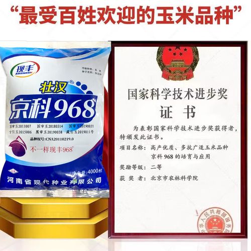 矮大棒京科国审大田种植杂交玉米种子基地高产大穗抗病玉米种 京科968
