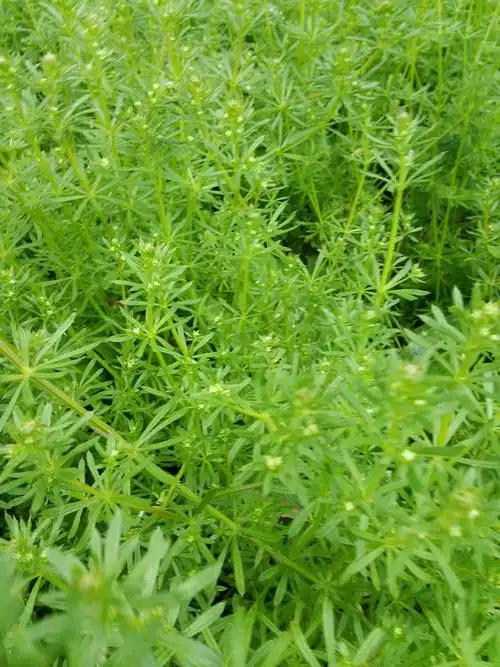 杆是方形的,有点毛毛的感觉,草的味道很苦,是不是可以入药啊?