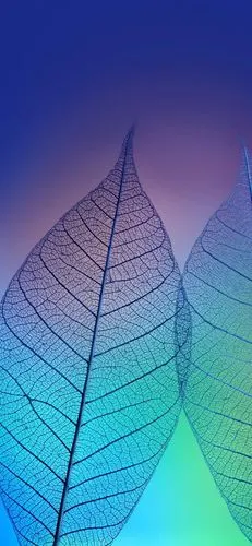 全面屏高清壁纸 - 华为mate系列 花粉俱乐部