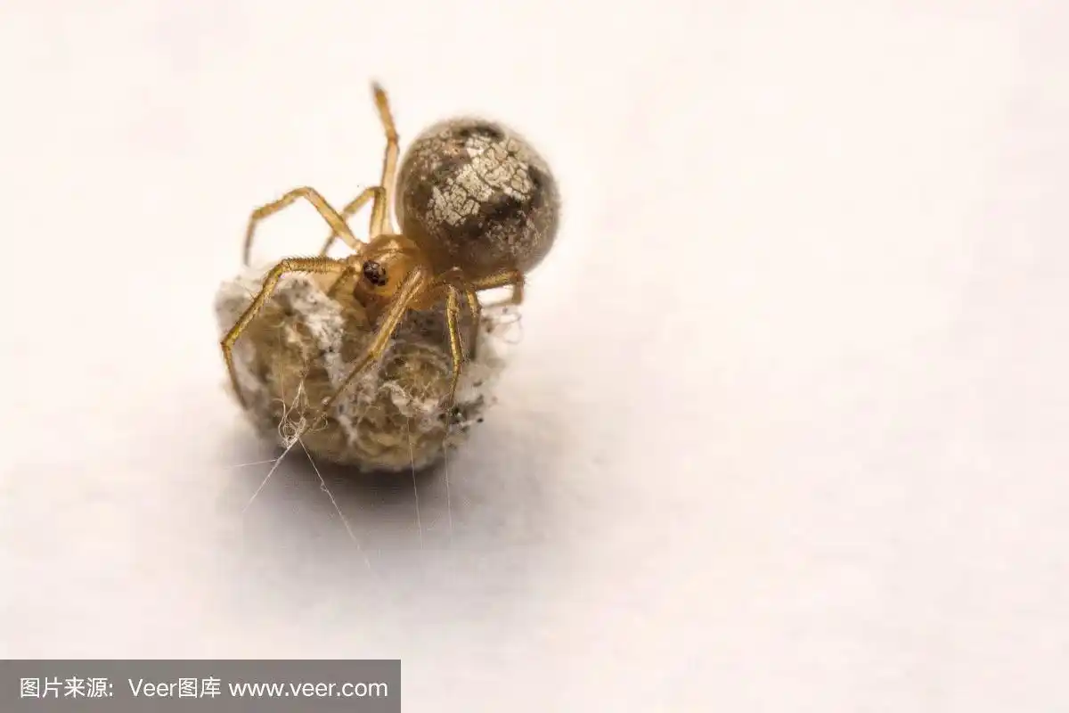 一只小蜘蛛正在白色的背景上看着自己的卵