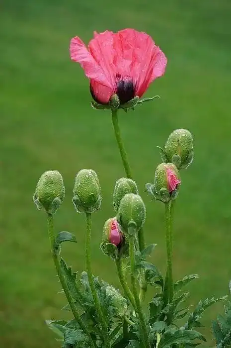 罂粟花的花语(罂粟花的花语和象征意义)