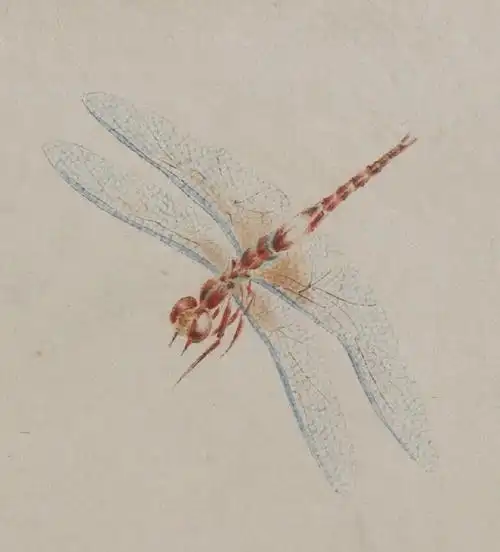 齐白石工笔有多厉害把他画的蜻蜓放大欣赏细节真实可媲美照片