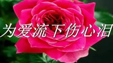 网络热门流行歌曲《为爱流下伤心泪》, 听到泪水模糊双眼, 好听极了