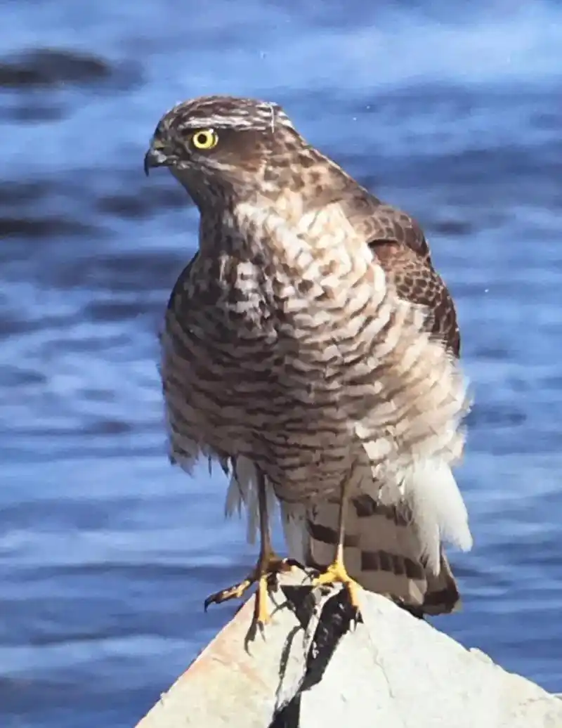 雀鹰,国家二级保护动物 #原创摄影 #一起享受大自然的美 # - 抖音