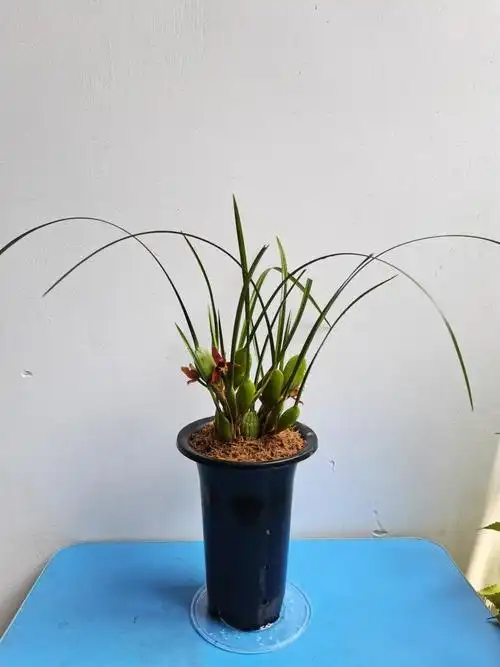 咖啡兰的养殖方法和注意事项