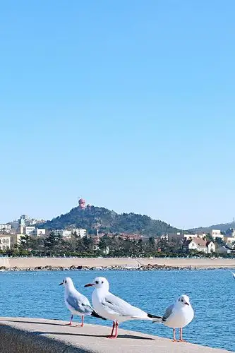 碧海蓝天下的青岛栈桥,海鸥在自由的翱翔––君朋视觉手机摄影2021.1.