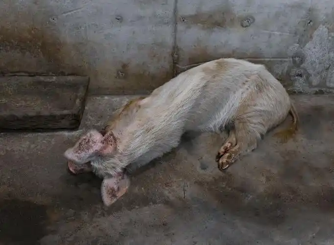 图忆汶川地震十三周年回忆未曾忘却猪依然坚强