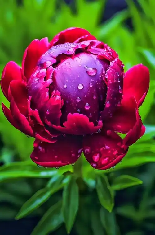 牡丹花是一种非常高贵的花卉