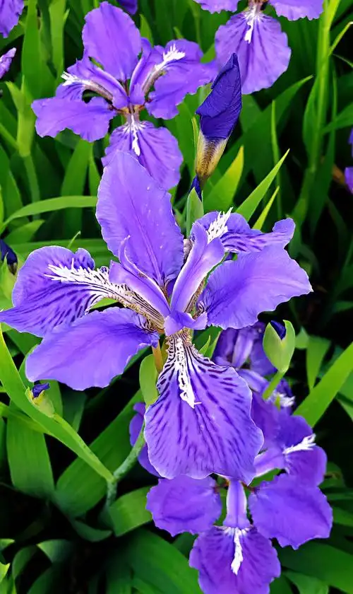 那片蓝紫色的鸢尾花