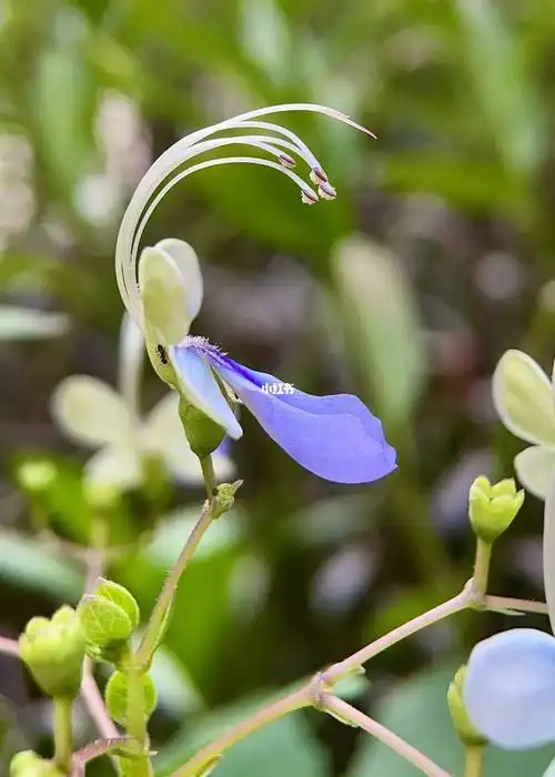 手机微距摄影蓝蝴蝶紫蝴蝶花蝴蝶