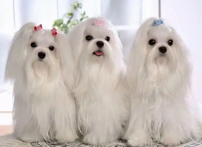 世界名犬图(世界上最美丽的15种狗)