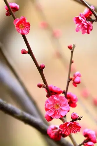 《一枝梅花报春来》献上梅花一组,请指教!