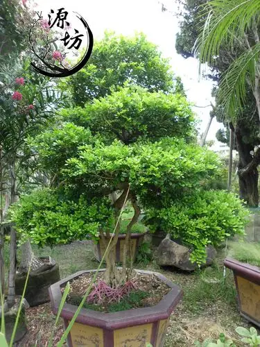 庭园树木 高级树木销售 七里香                        庭园树木