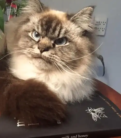 呆萌小猫咪长大后却变愤怒鳌拜这中间到底发生了什么