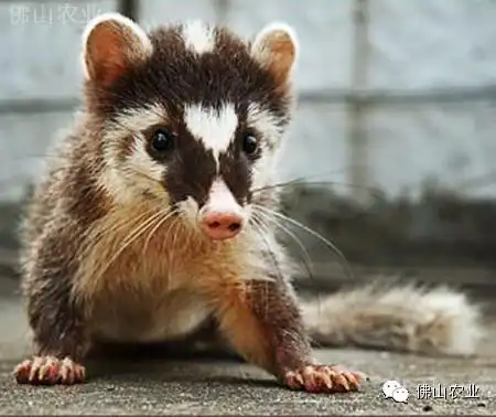 白鼻狸(鼬獾)(国家"三有"保护野生动物)水律蛇(滑鼠蛇)(国家"三有"