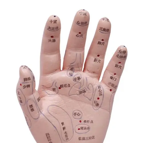 经络通 针灸模型 双手部穴位反射区模型 一对装 双手模型tl