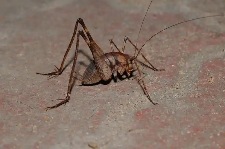 这是灶马,也叫突灶螽.