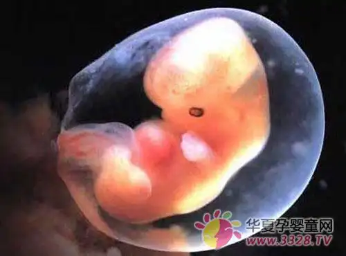 胎儿7-8周的变化