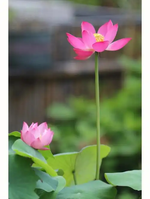 碗莲紫仙超凡脱俗的神仙姐姐