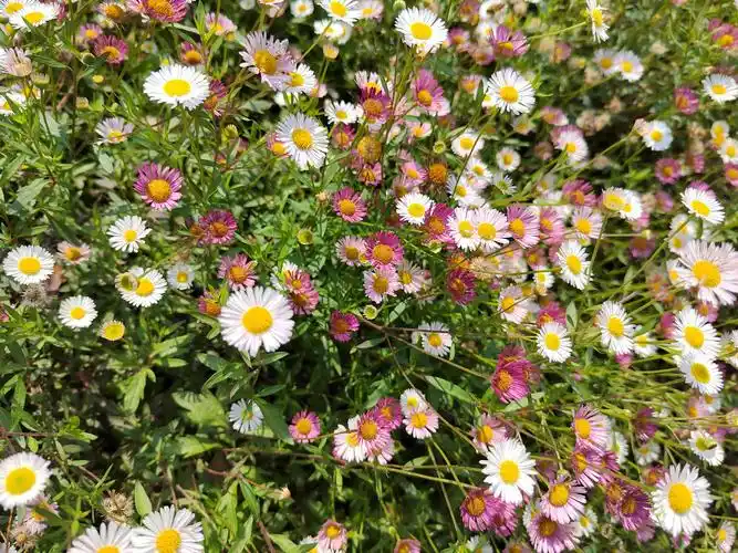 园艺师的世界 的想法: 墨西哥飞蓬草:一种充满野趣和灵气的草本