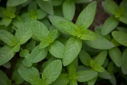 自家种的土薄荷