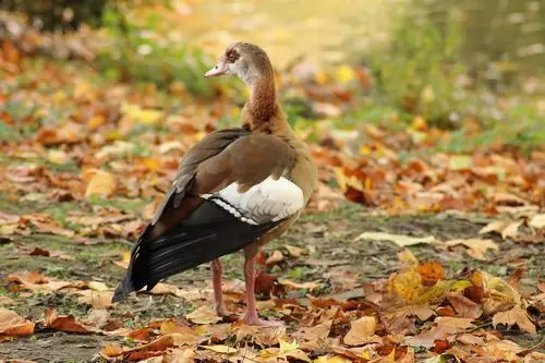 nilgans,alopochen aegyptiacus,野鹅,鹅,水鸟,鸟,动物