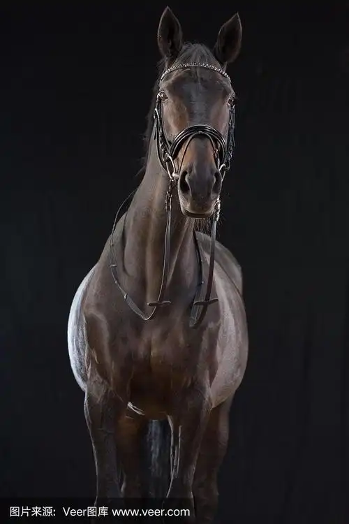 黑色背景上的马