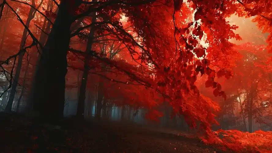 wallpaperengine4k高清壁纸分享红叶