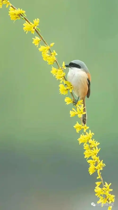 燕会满天飞,何不嫁只鸡?……在童心里,小黄雀儿,就是一个待嫁的姑