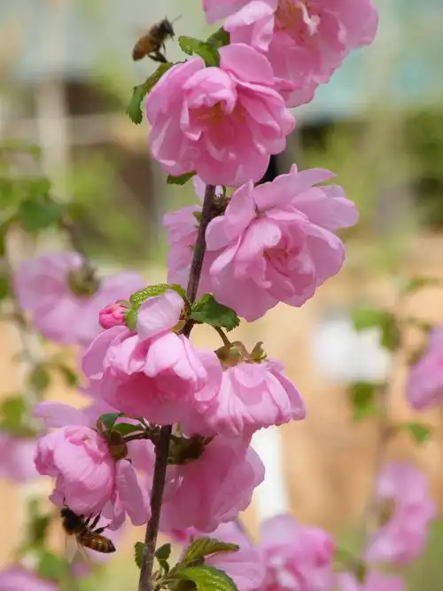 在那桃花盛开的地方_风景_poco摄影