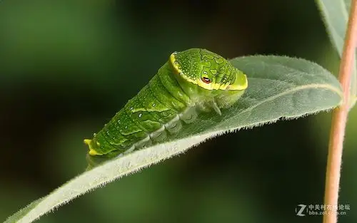 4.绿带翠凤蝶的末龄幼虫
