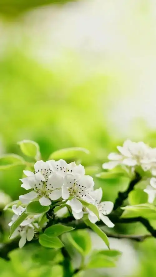 小清新唯美花朵,高清图片,手机锁屏桌面-壁纸族