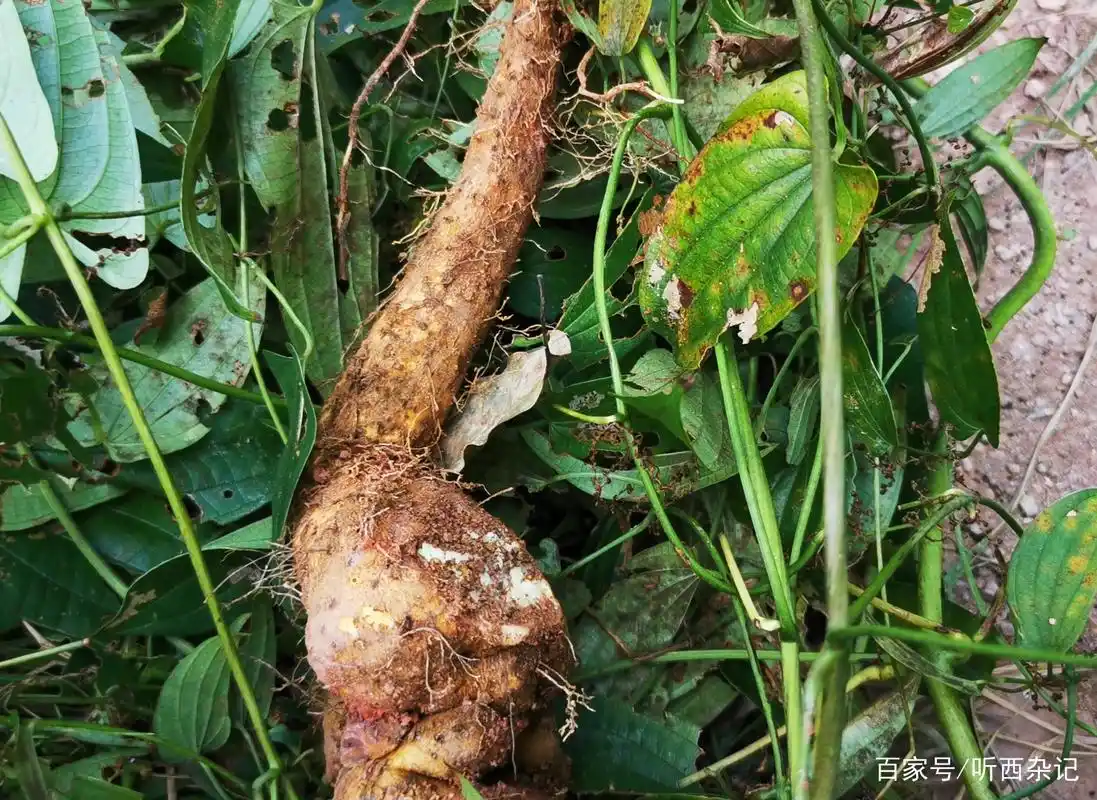 身边的中草药——山药